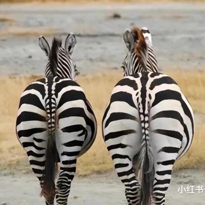 阳光彩虹小斑马