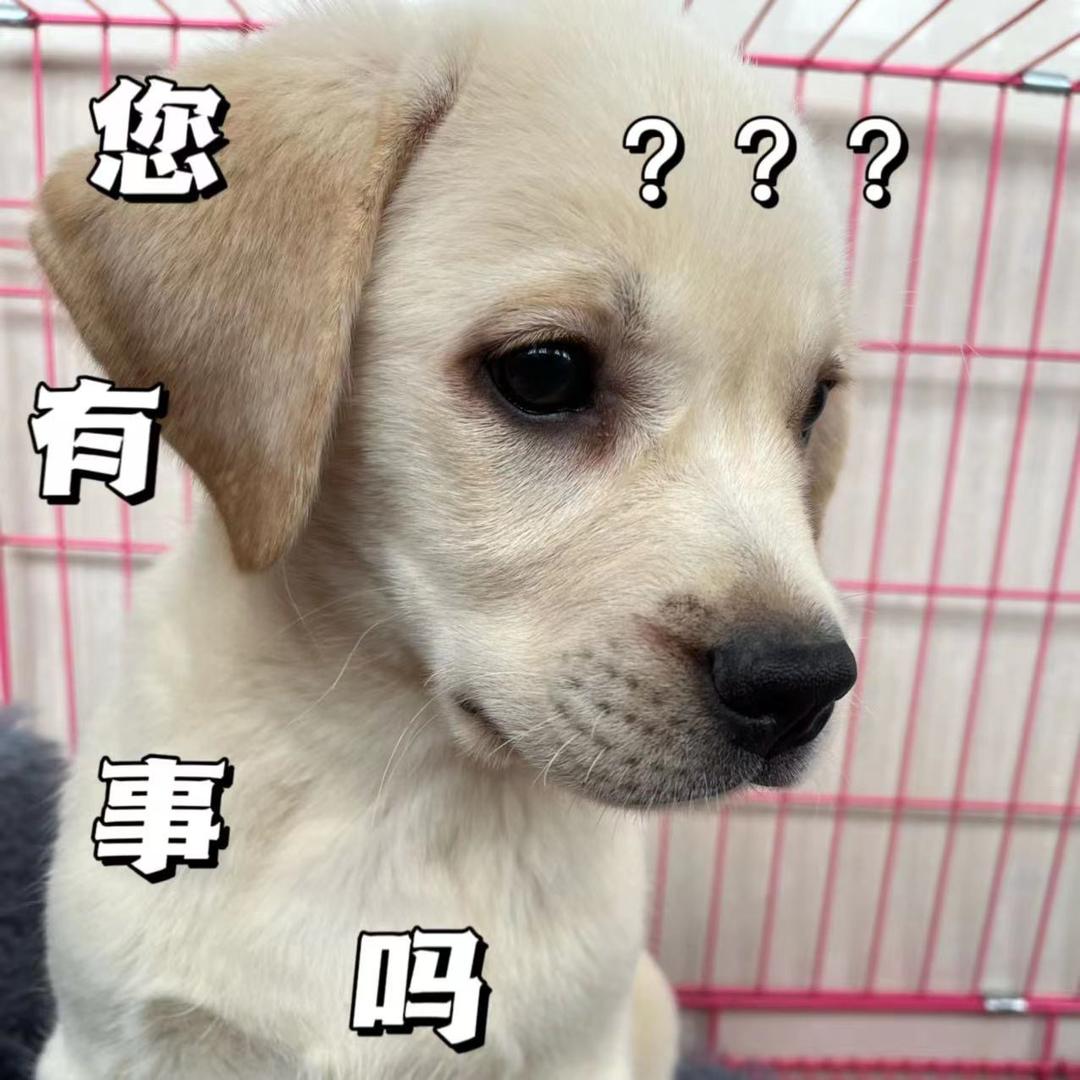 天青狗王