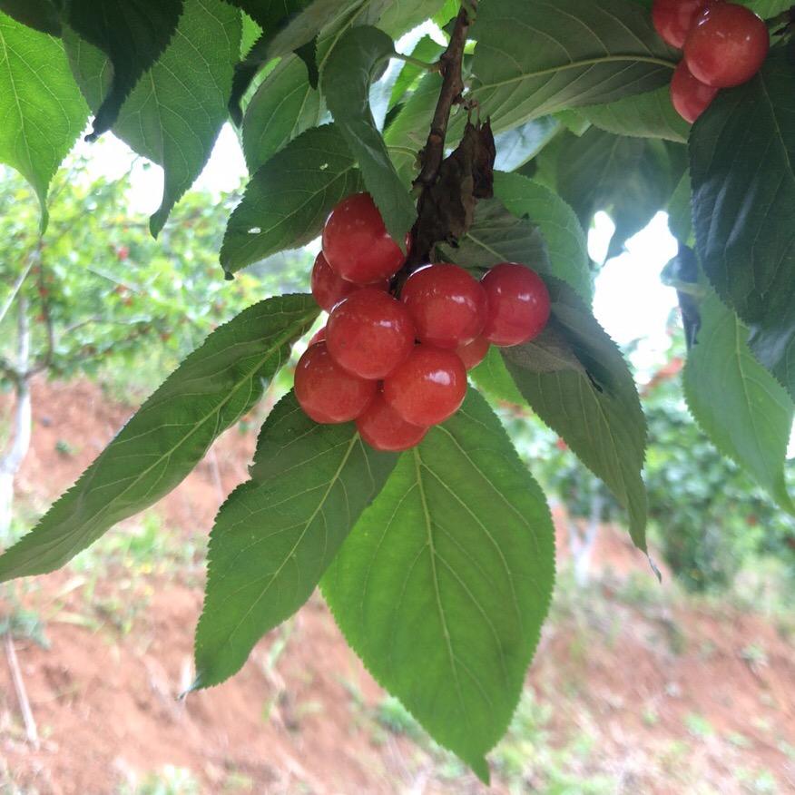 小卢麻麻，加油💪