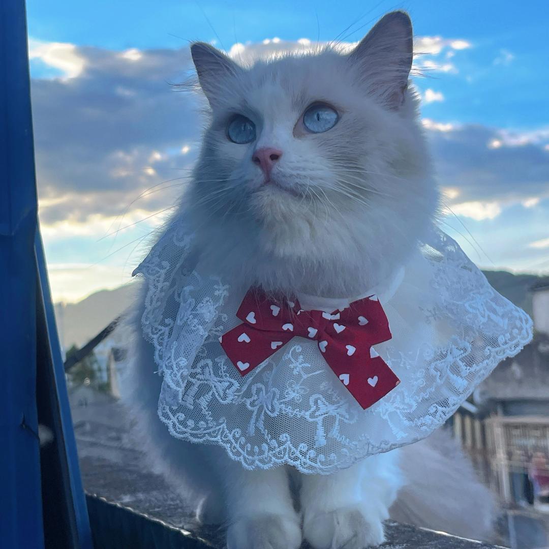 小猫呆呆嘟