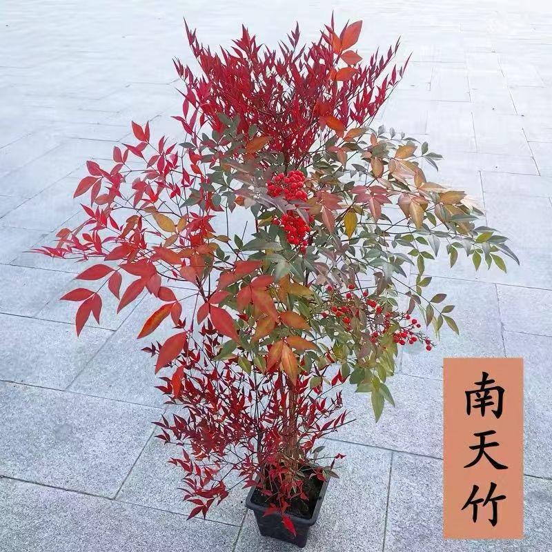 轩园园艺