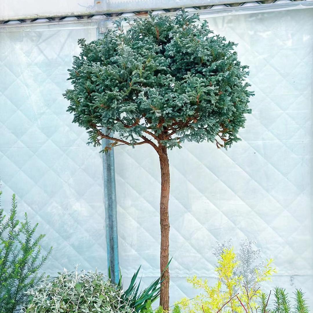 植澍空间