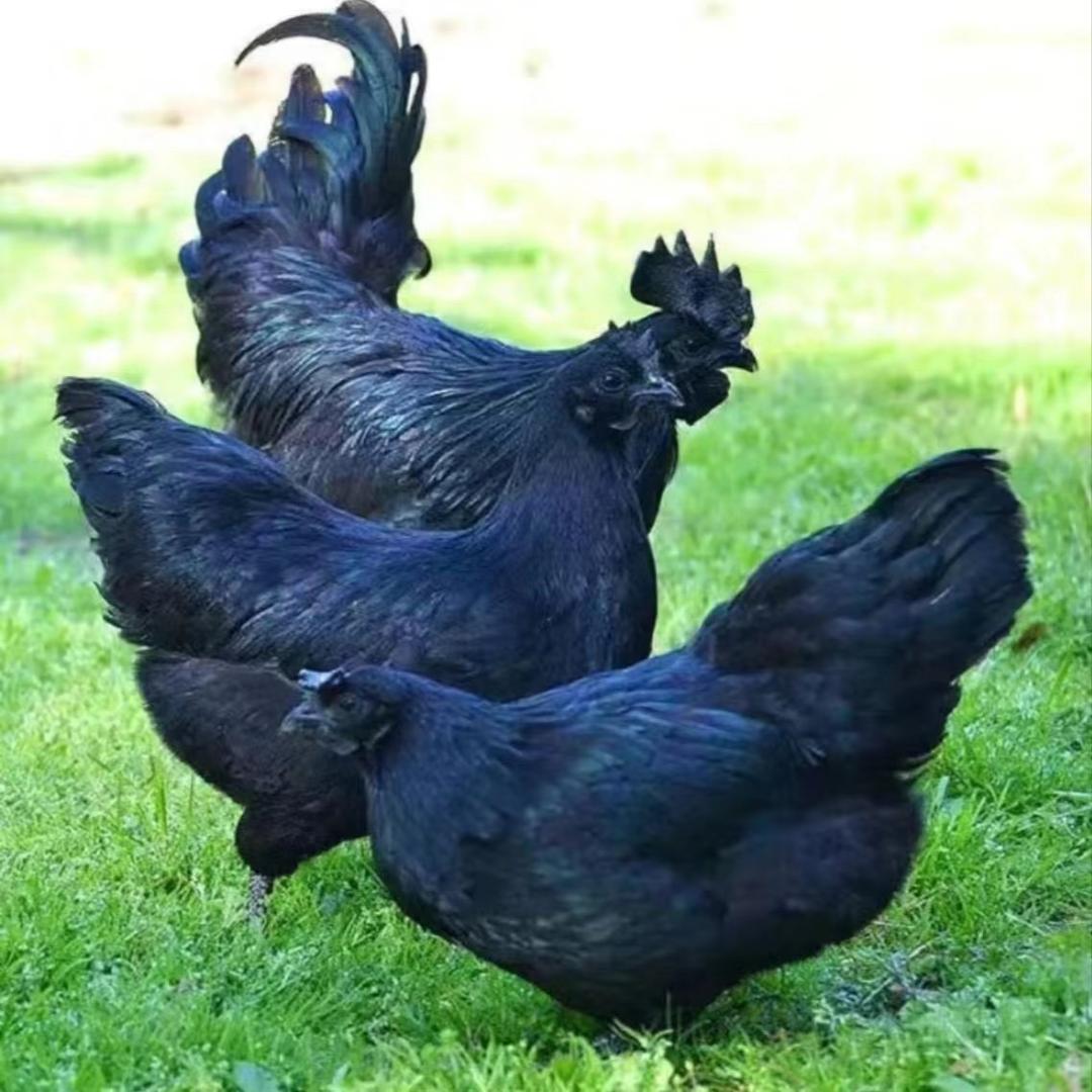 huajava