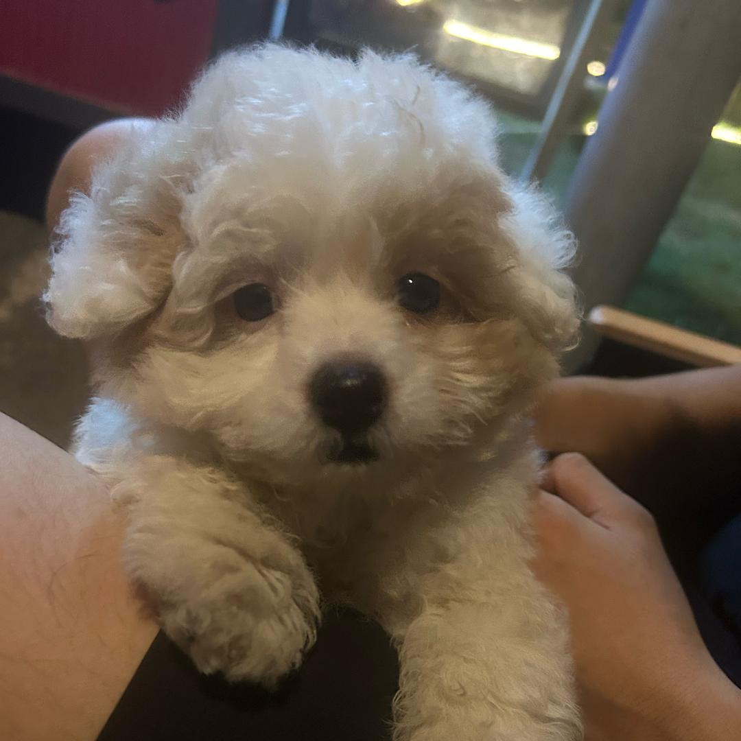 野摊 碳火烧烤(招学徒)