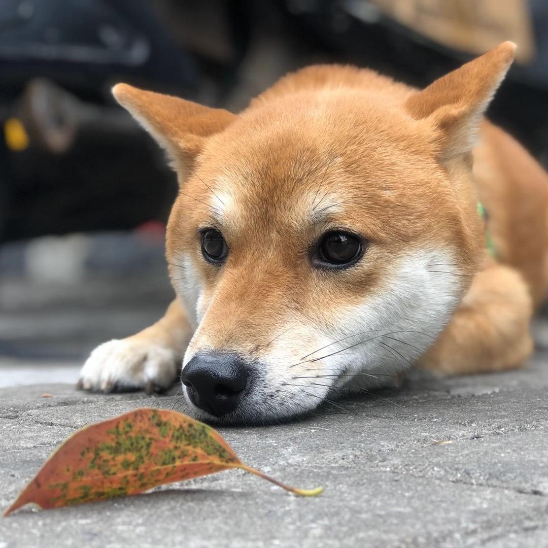 骐群