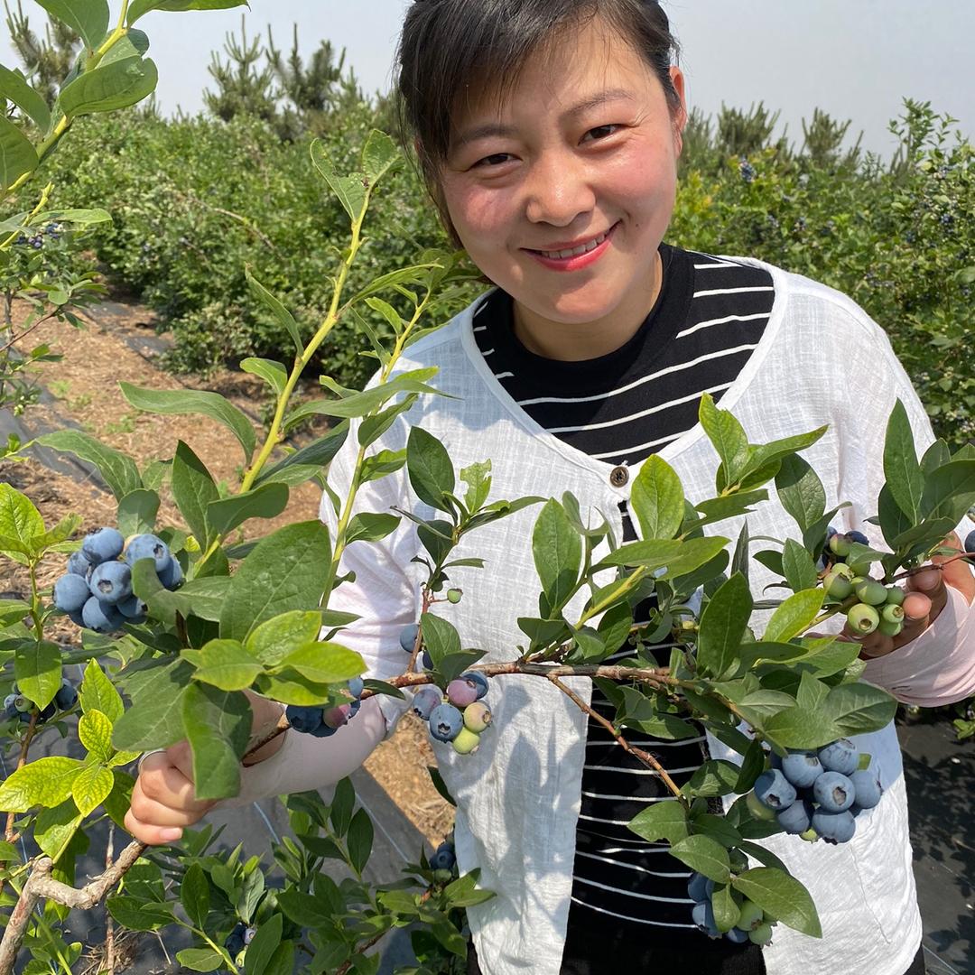 福哥福嫂家的蓝莓