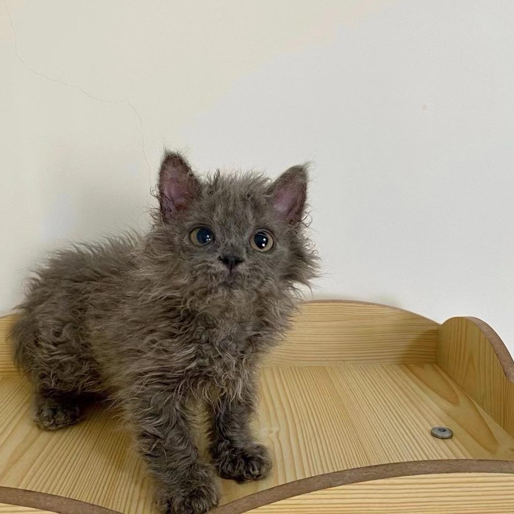 胖虎^_^（不欺负胖虎戒烟版）