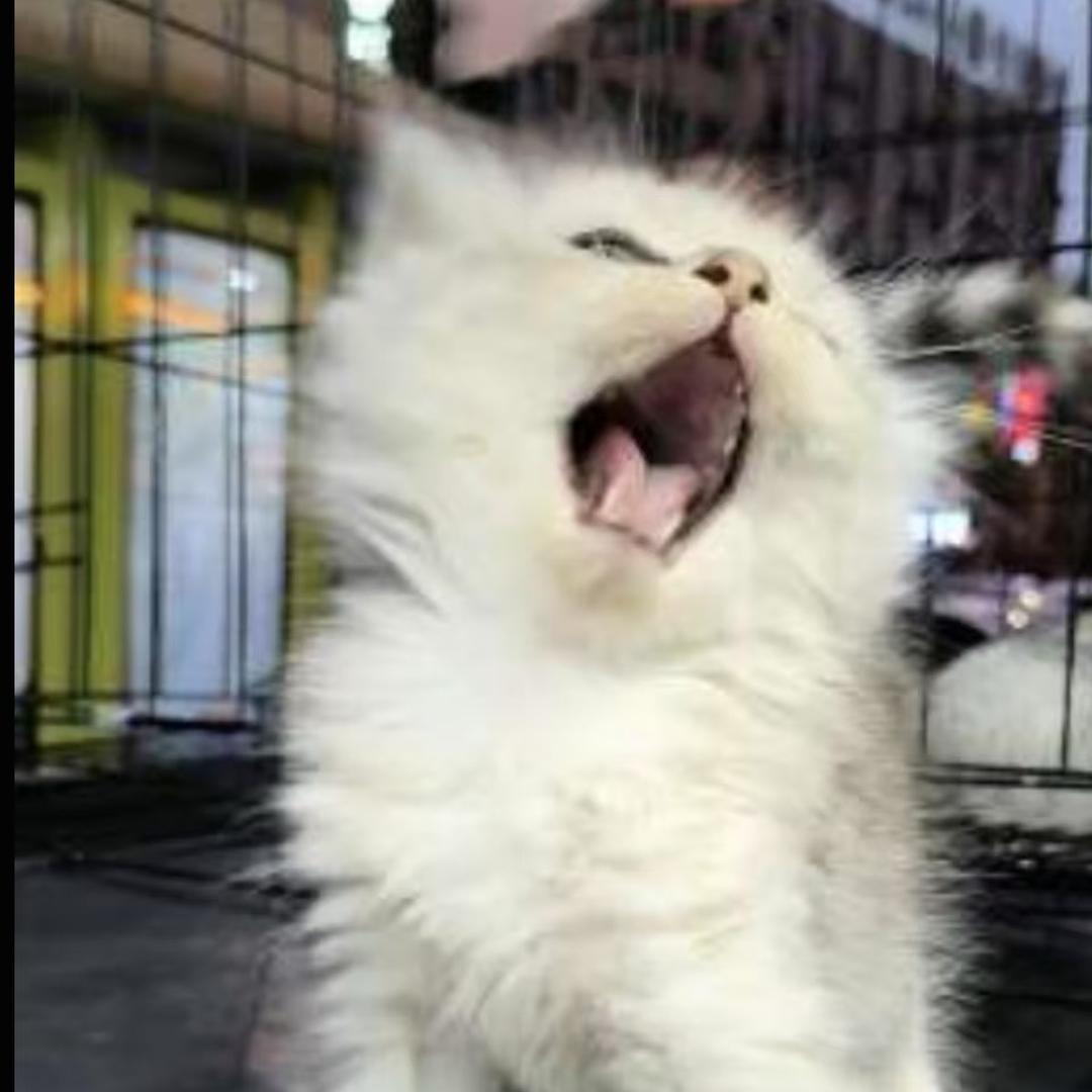 爱情猫