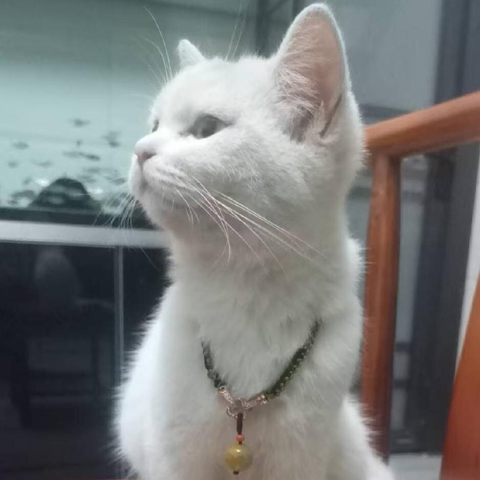 猫猫的工作日常