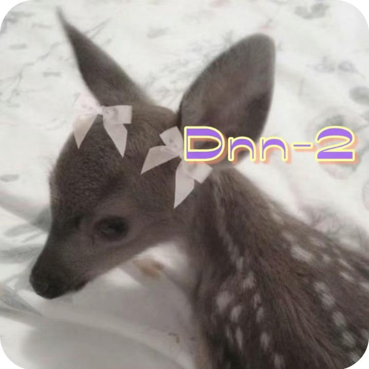 Dnn2