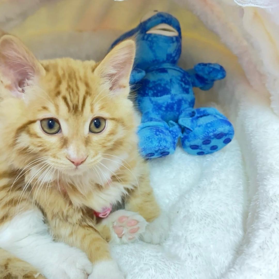 华妮（玛丽猫）