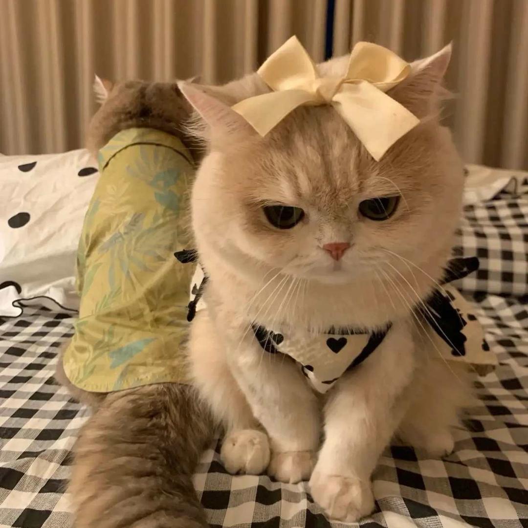 点点大王.💤