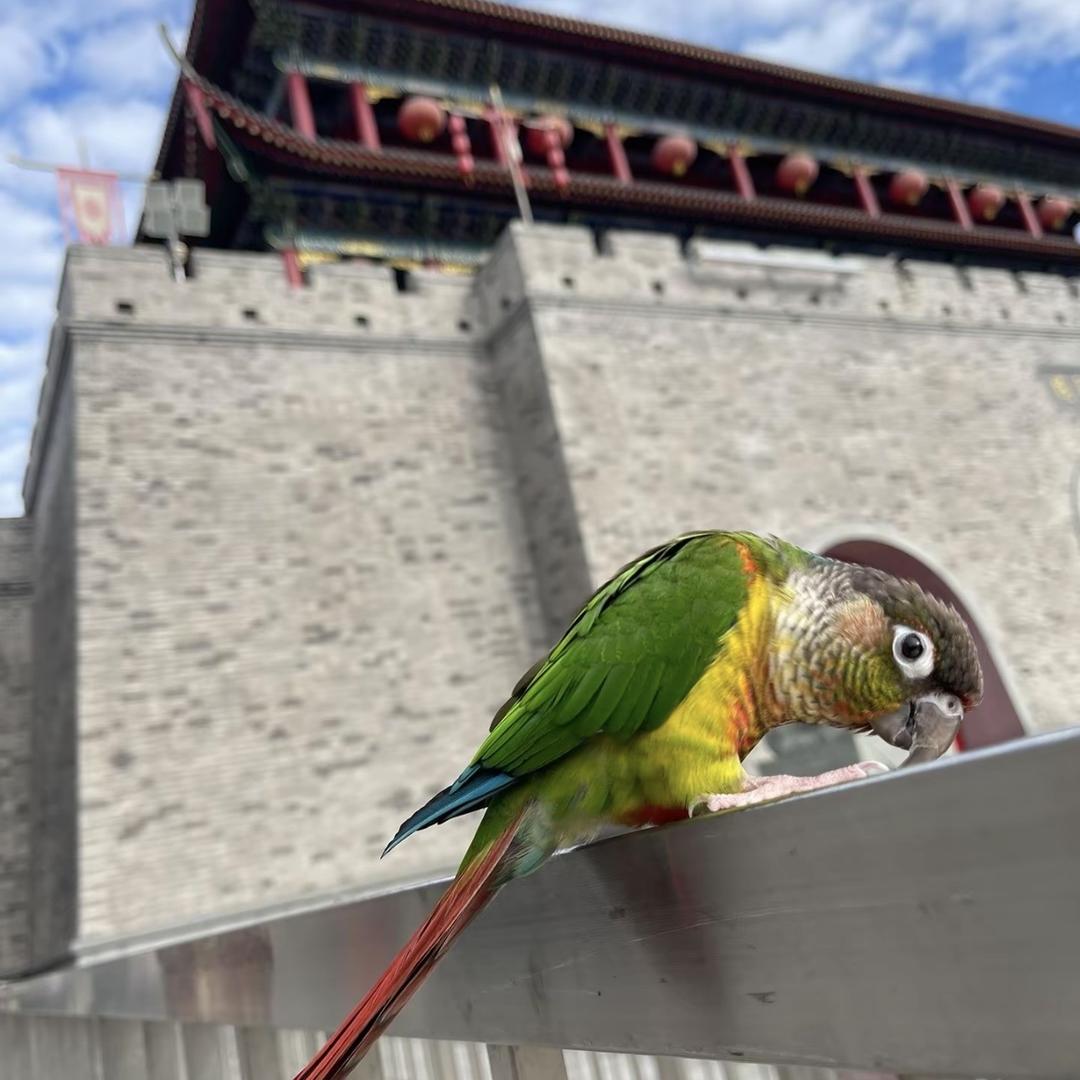 moodhome鹦鹉工作室