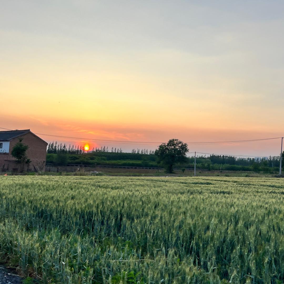 田间小马