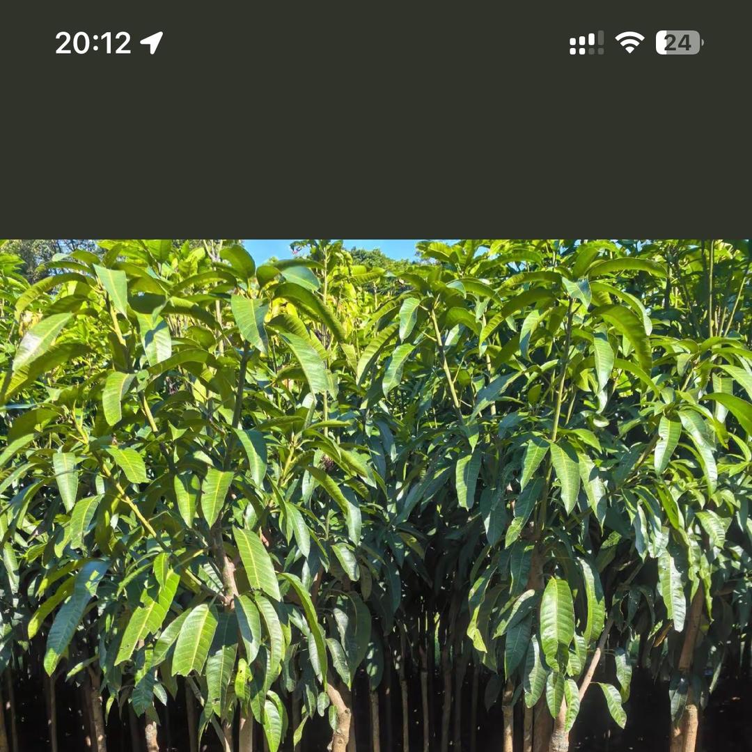 娇煜果树苗木专营店