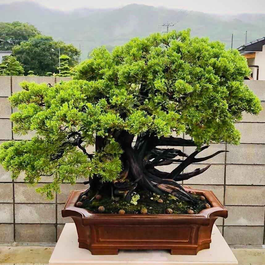 东瀛盆景欣赏