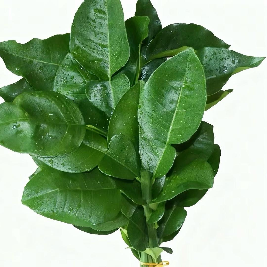 柚子耶🍊¹¹⁰¹