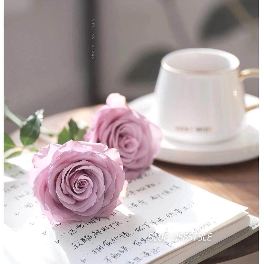 静如芷兰