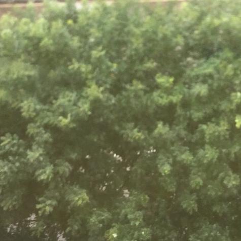 晨曦小照头像