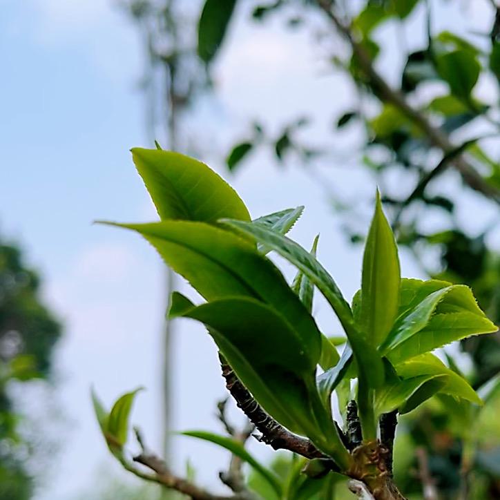 一杯好茶 官方