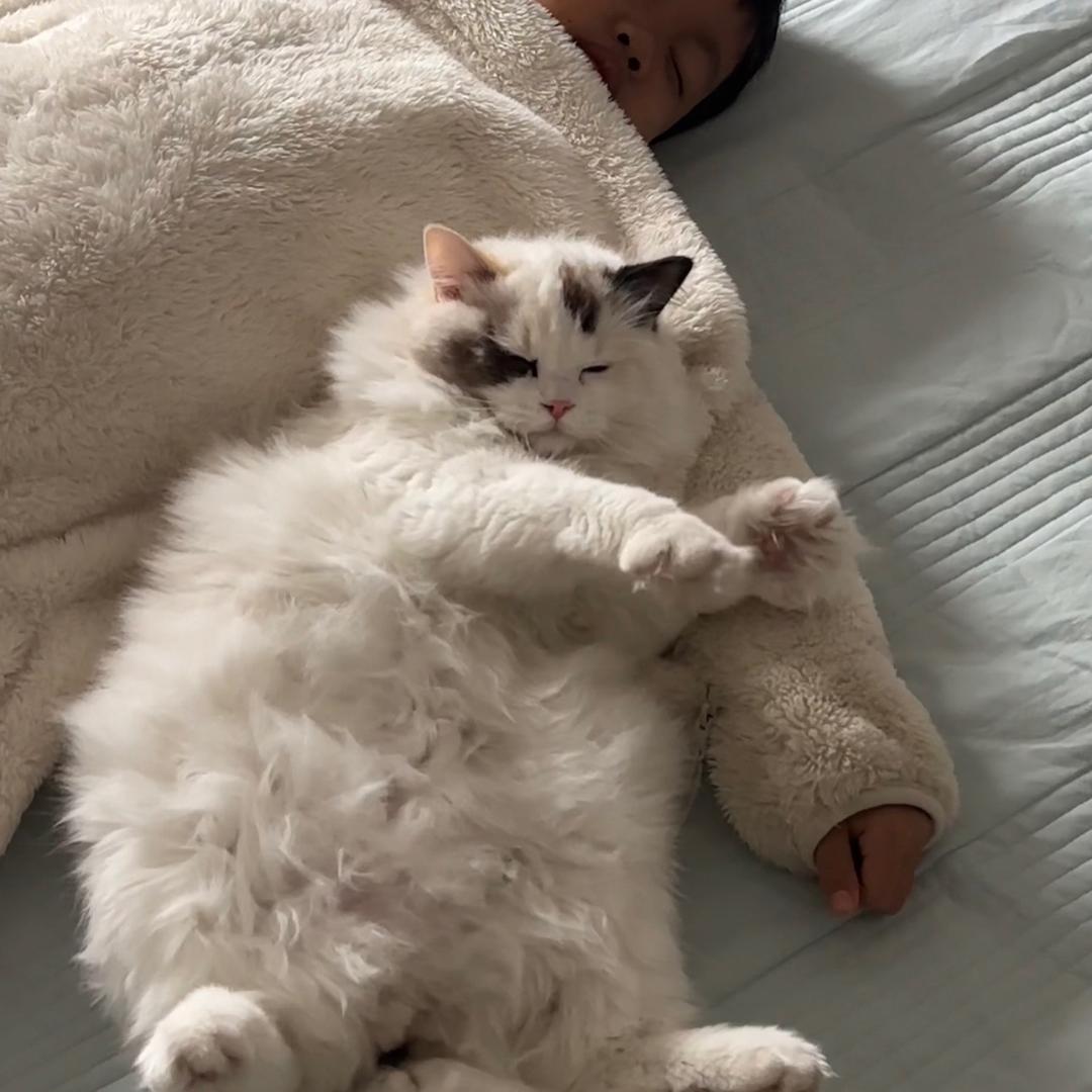 贪吃的五花肉