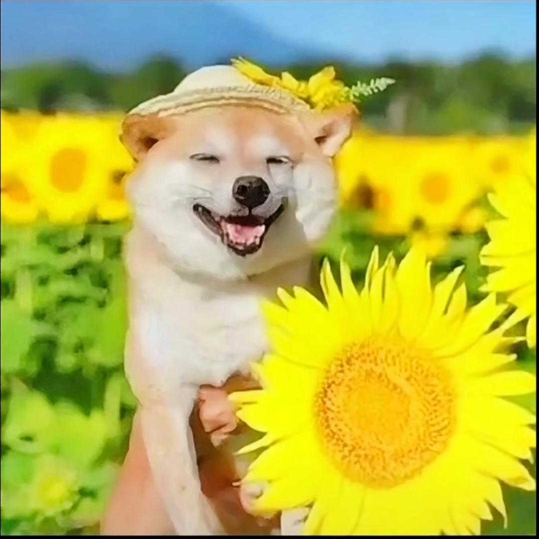 纯色