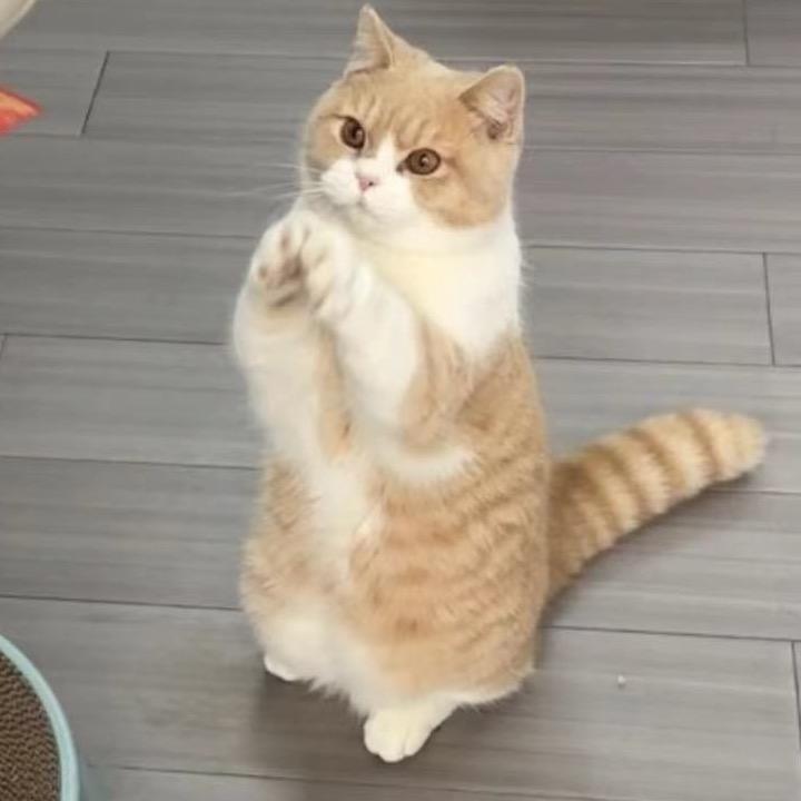 会拜拜的大熊🐱