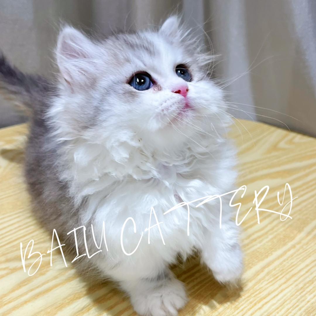 白麓猫舍粥粥-直播号