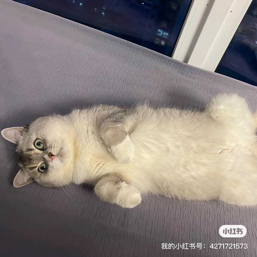 麦兜响当当