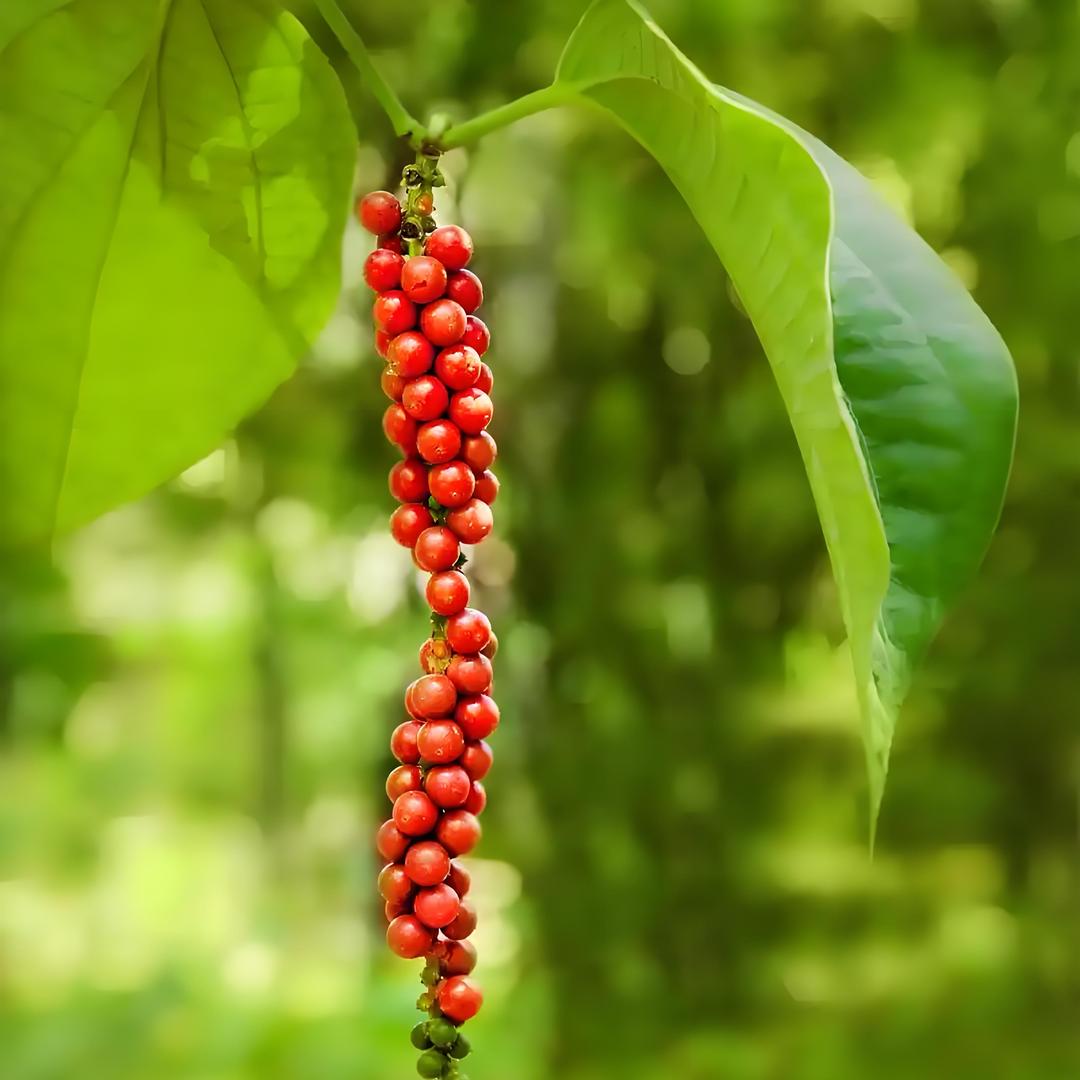 椒香阁农副产品