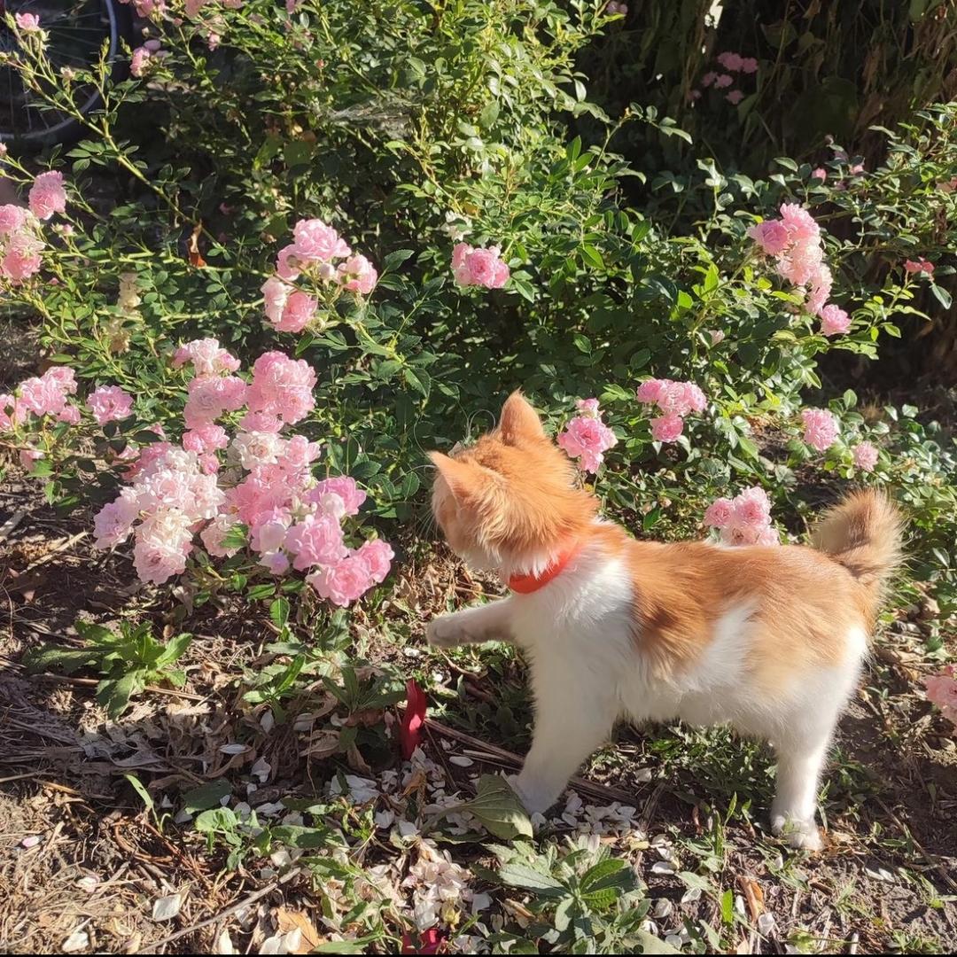 小猫碎碎冰
