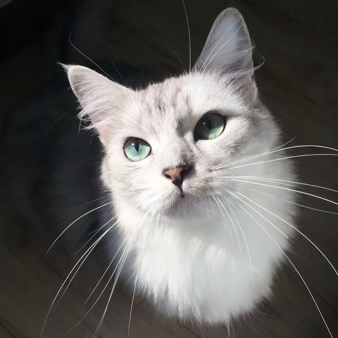 狡猾的小学生