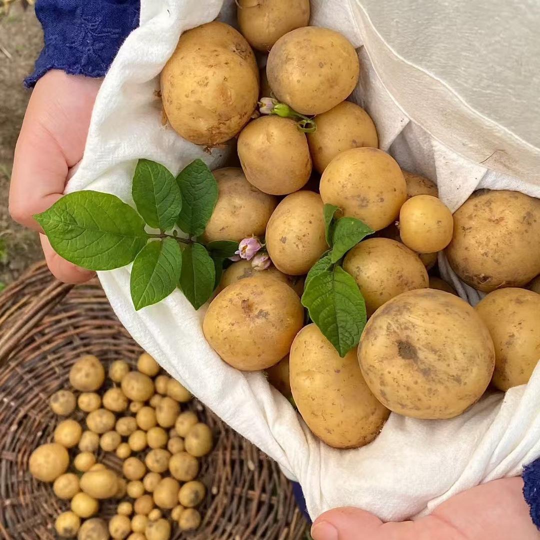 土豆宝宝（助农版）