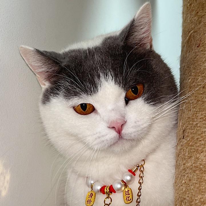 猫小乐成长记