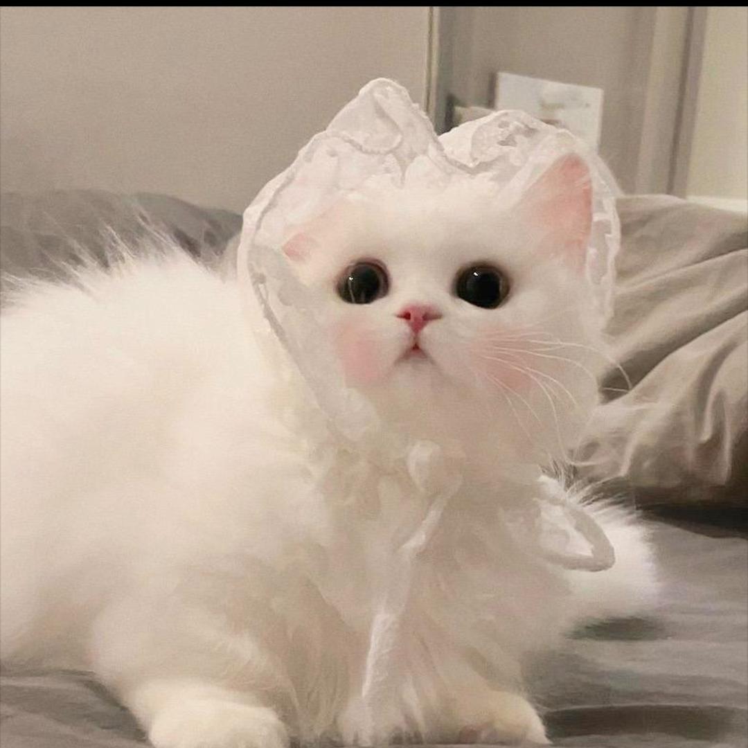 智慧果