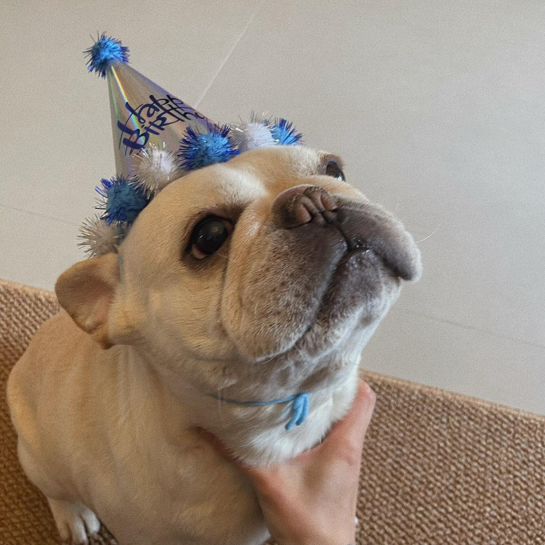 憨憨是只小肥猪🐷