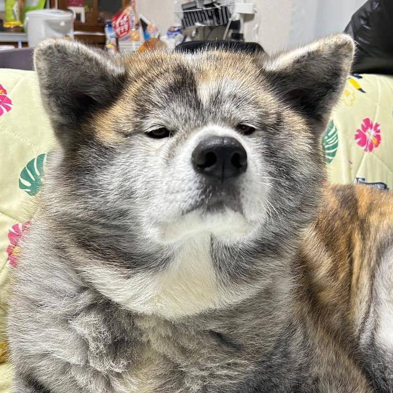 达诺西