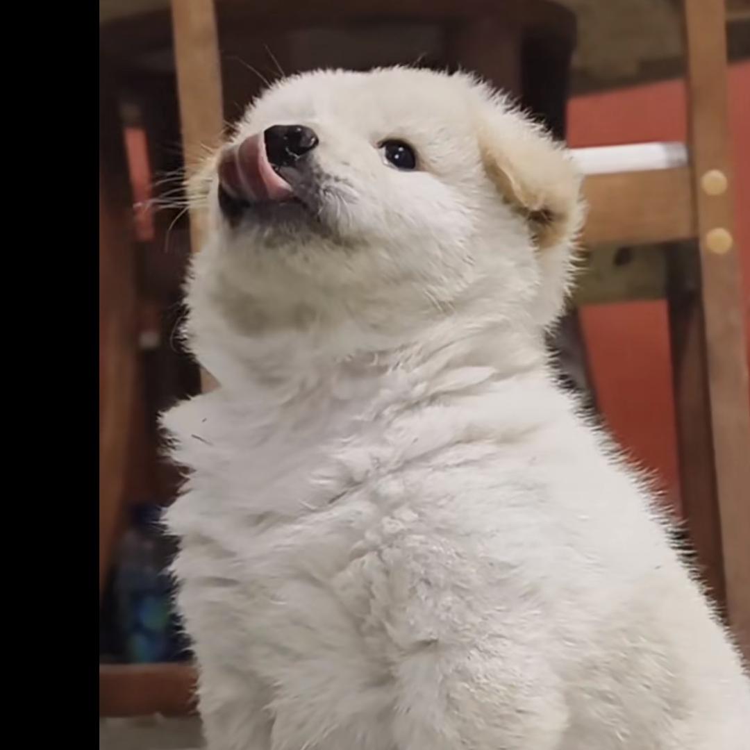 梦中情狗