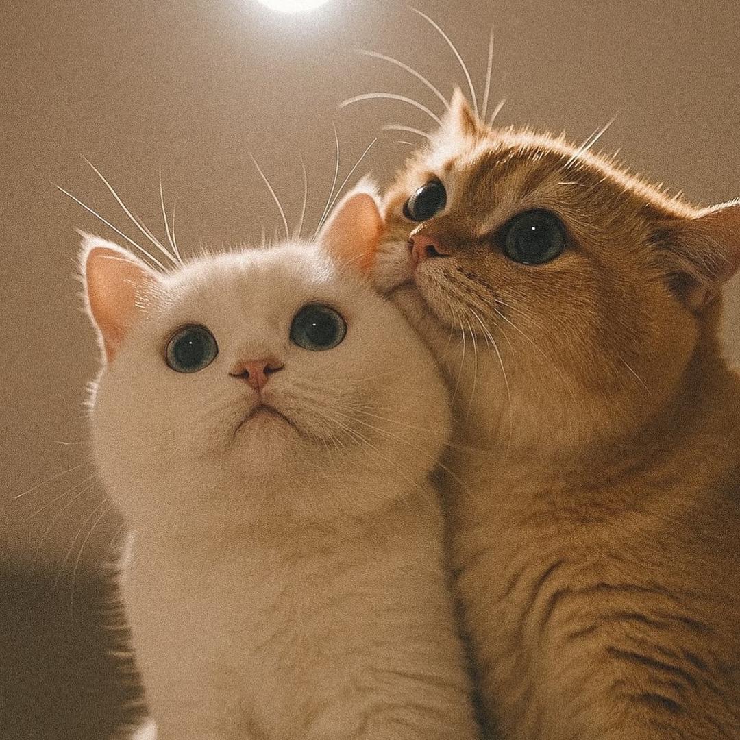 哈哈-