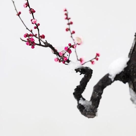 Luk(田园刘娟授权)