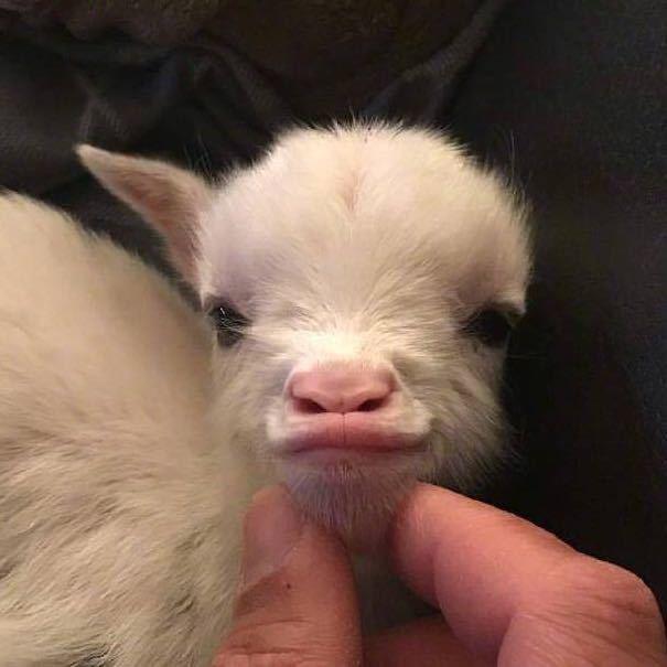 天才小羊排🐑
