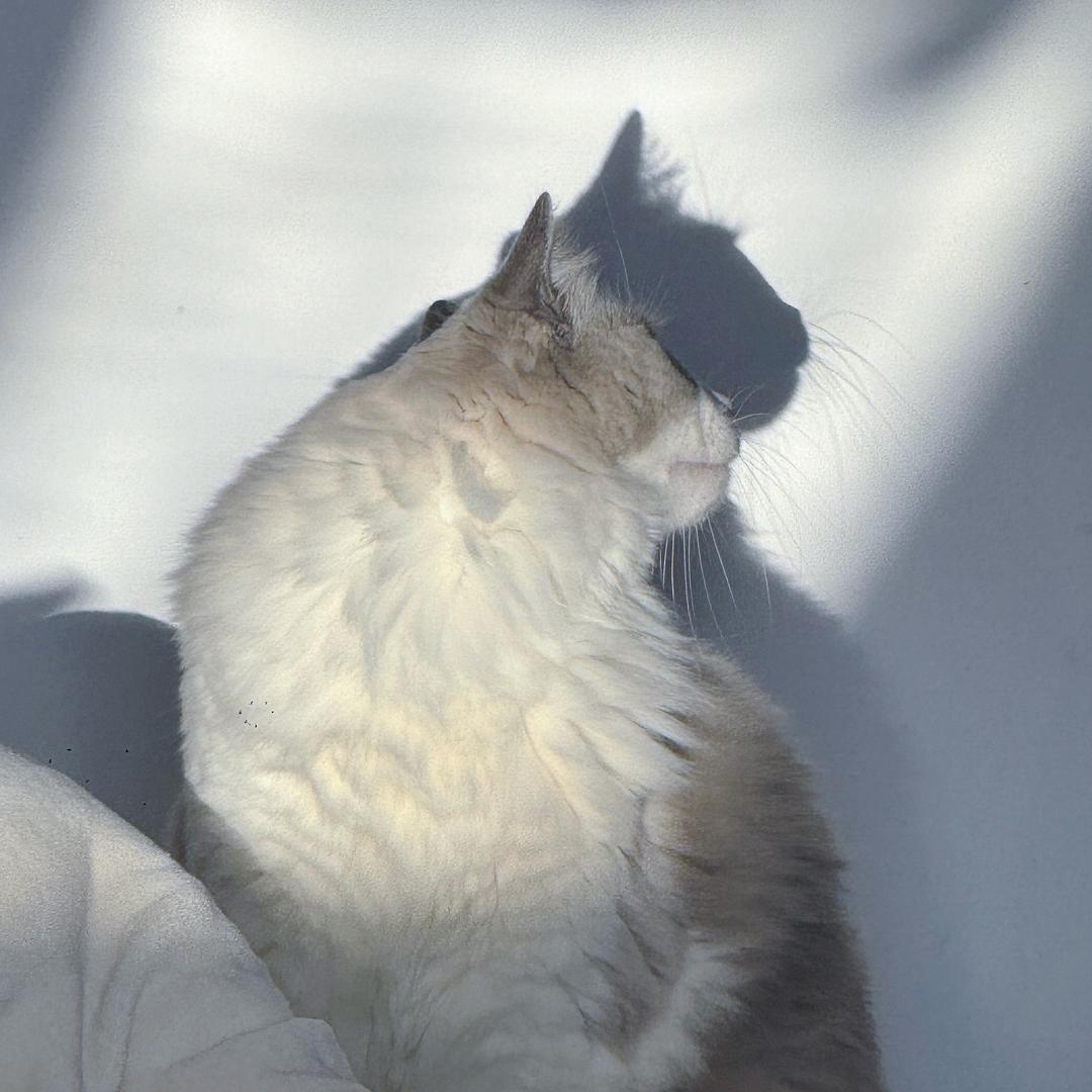 一只叫十一的🐱