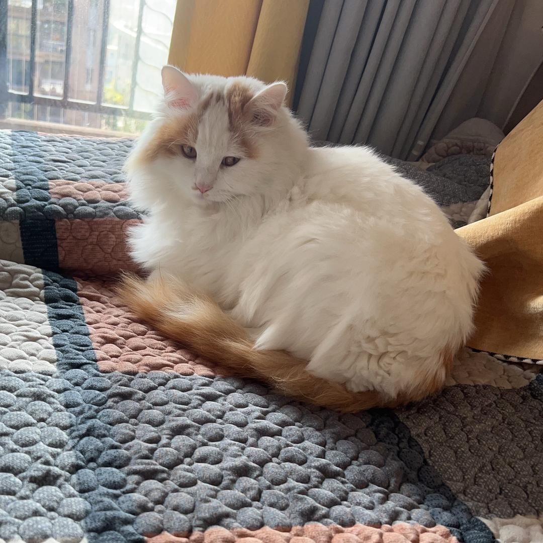 王嘤嘤是世界上最可爱的小猫咪