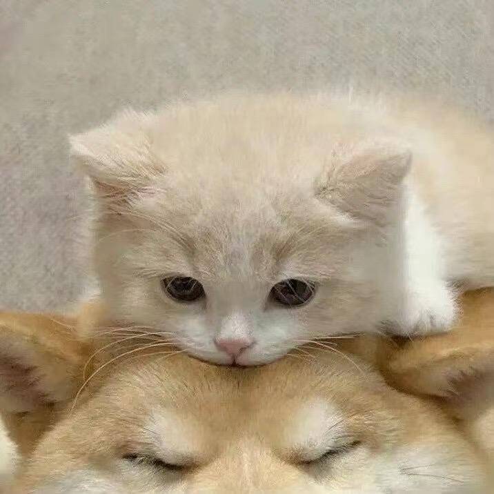 幼稚
