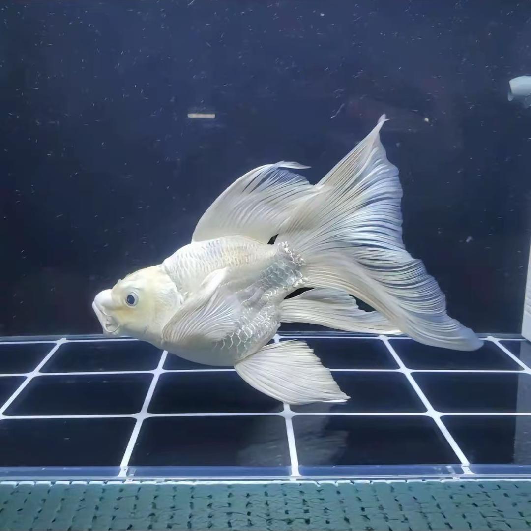 鑫鑫蝴蝶鲤观赏鱼
