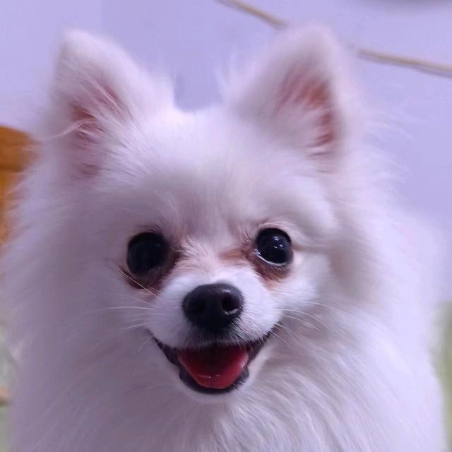 糯米多多