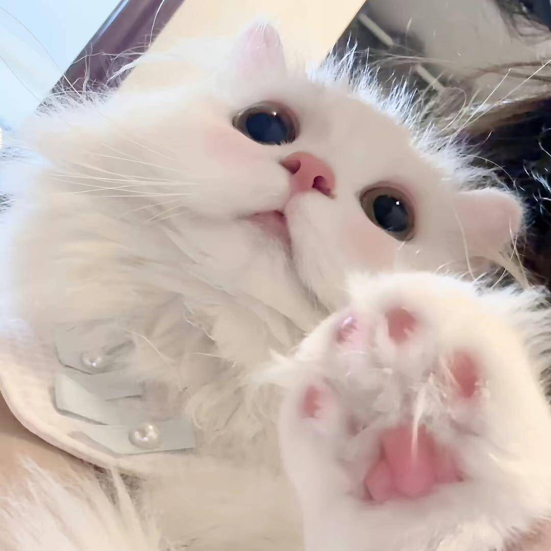 蜡笔小小狗