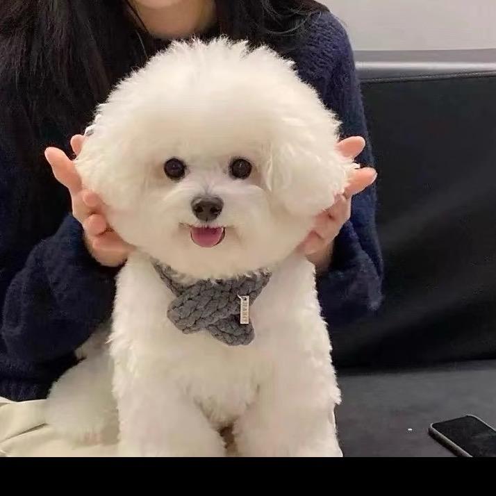 🌈汤米，狗狗