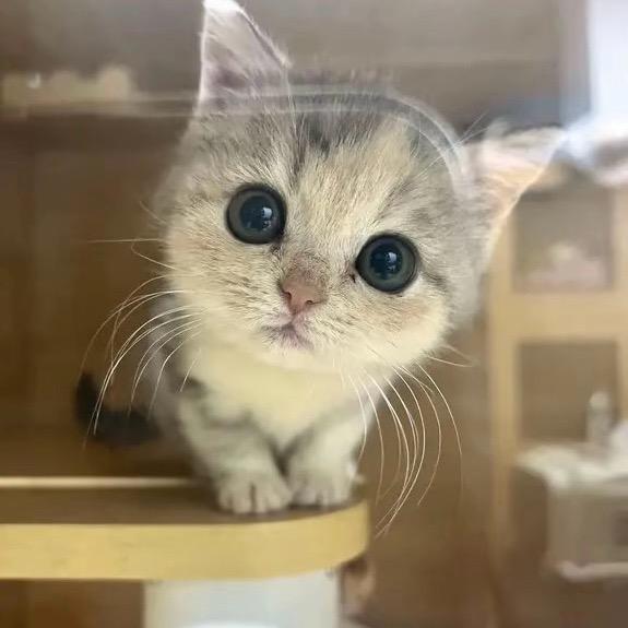 聆