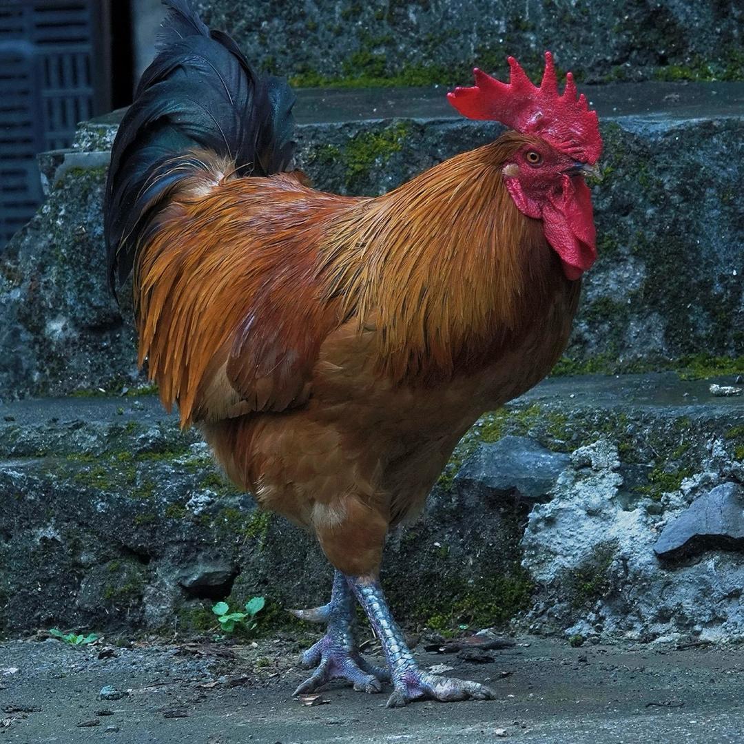 东北小王土鸡